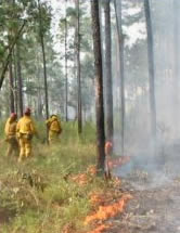 Picture: Point Washington State Forest controlled burn 