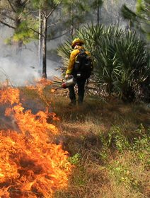 Picture: Drip burn being used to  reduce hazardous fuel buildups and improve habitats for wildlife.