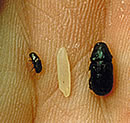 Southern pine beetle compared with a black turpentine beetle and grain of rice