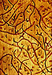 SPB galleries under the bark
