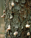 A pine tree trunk with white blobs on it