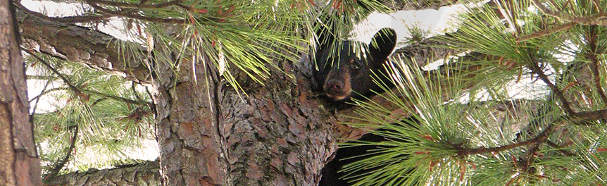 Black Bear at Tate's Hell State Forest