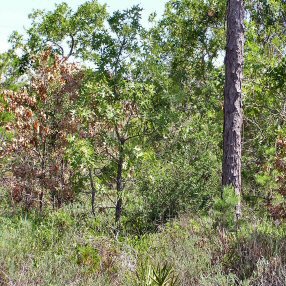 Dead turkey oaks in a forest