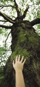 Photo: Hand on a tree