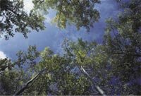 Photo: Tree tops