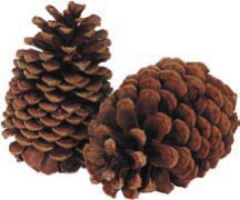Photo: Pinecones
