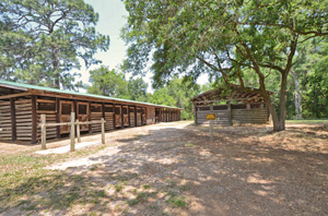 Horse under some trees