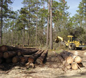 Cut trees being harvested