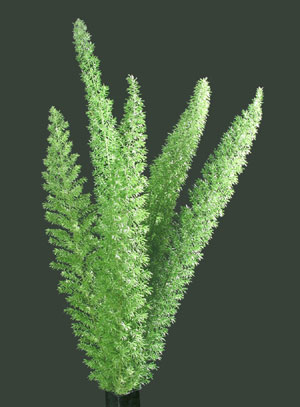 Photo: Foxtail, Myerii, Myers Fern