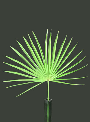 Photo: Palmetto frond 