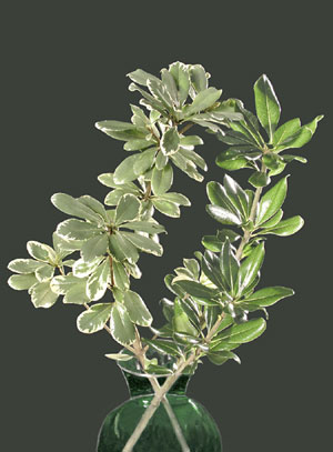 Photo: Variegated Pittosporum