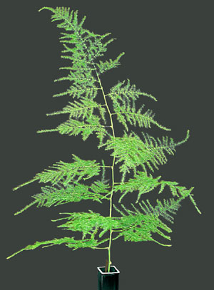 Photo: Plumosus Fern