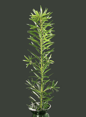 Photo: Podocarpus