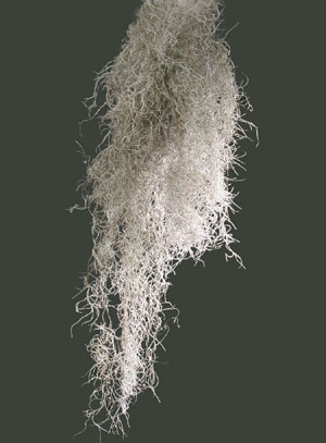 Photo: Spanish moss