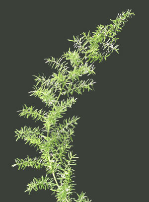 Photo: Sprengeri Fern