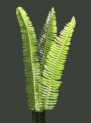 Photo: Sword fern