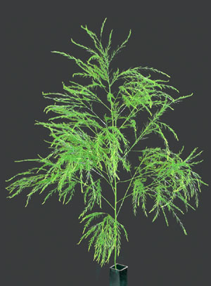 Photo: Tree Fern