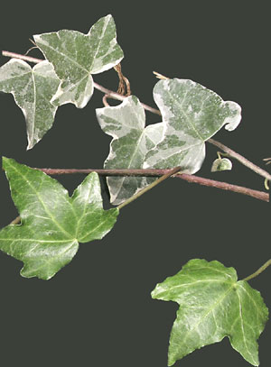 Image: Green Ivy