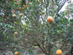 Symptoms of citrus greening in a Murcott tree
