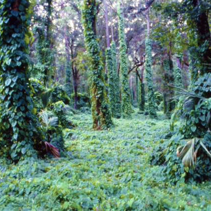 Dioscorea bulbifera, Air Potato - Florida Department of Agriculture &  Consumer Services