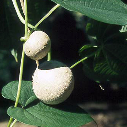 Dioscorea bulbifera, Air Potato - Florida Department of Agriculture &  Consumer Services