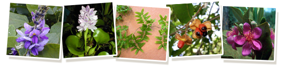 Noxious Weeds Gallery Image Botany