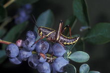 Eastern lubber, nymph