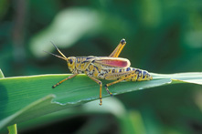Eastern lubber, adult on crinum lily