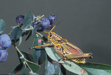 Eastern lubber, adult