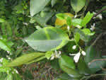 Symptoms of citrus greening in a sweet orange tree
