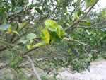 Symptoms of citrus greening in a Murcott tree