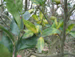 Symptoms of citrus greening in a Murcott tree