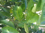 Symptoms of citrus greening in a sweet orange tree