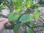 Symptoms of citrus greening in a sweet orange tree