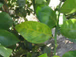 Symptoms of citrus greening in a sweet orange tree