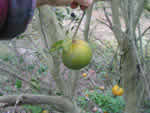 Symptoms of citrus greening in a Murcott