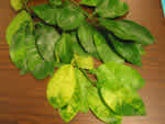 Symptoms of citrus greening in a grapefruit tree