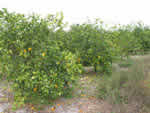 Symptoms of citrus greening in sweet orange trees