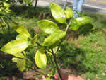 Symptoms of citrus greening in a grapefruit leaves