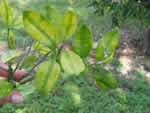 Symptoms of citrus greening in a grapefruit tree