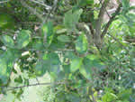 Symptoms of citrus greening in a lime tree