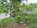 Citrus greening