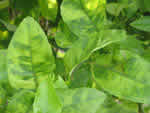 Symptoms of citrus greening in a lemon tree