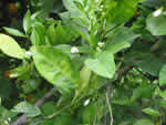 Symptoms of citrus greening in a sweet orange tree