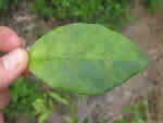 Symptoms of citrus greening in a sweet orange tree leaf