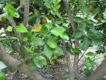 Symptoms of citrus greening in a sweet orange tree