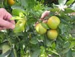 Symptoms of citrus greening in a sweet orange tree