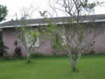 Citrus greening