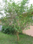 Citrus greening