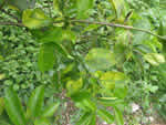 Symptoms of citrus greening in a lime tree